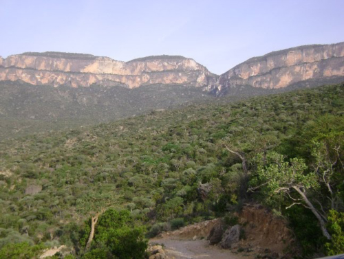 Encensiers dans les monts Daalo (Somaliland)