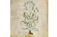 la-lettre-13 - Manuscrit de Dioscoride : Cod. Med. Gr. 1 (VIe siècle), f. 56v. © Bibliothèque nationale d'Autriche (Vienne)